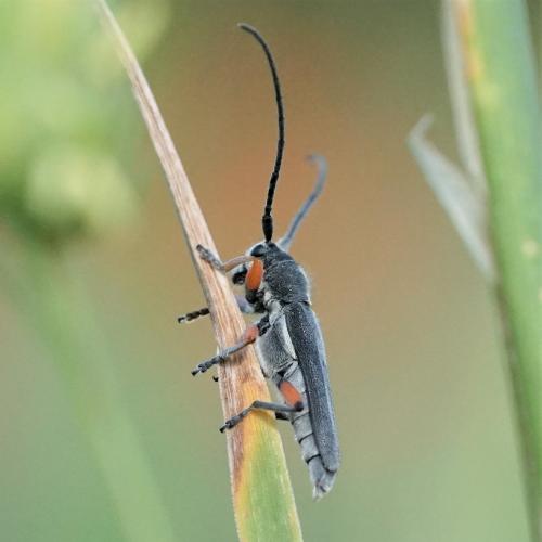 Réf. 233 676 : Phytoecia icterica